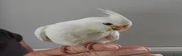 Cockatiels birds for sale: Hand Reared Cockatiels  - Advert 3