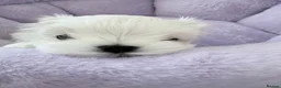 Maltese dogs for sale: ❤️Gorgeous Korean baby girl ❤️ - Advert 2