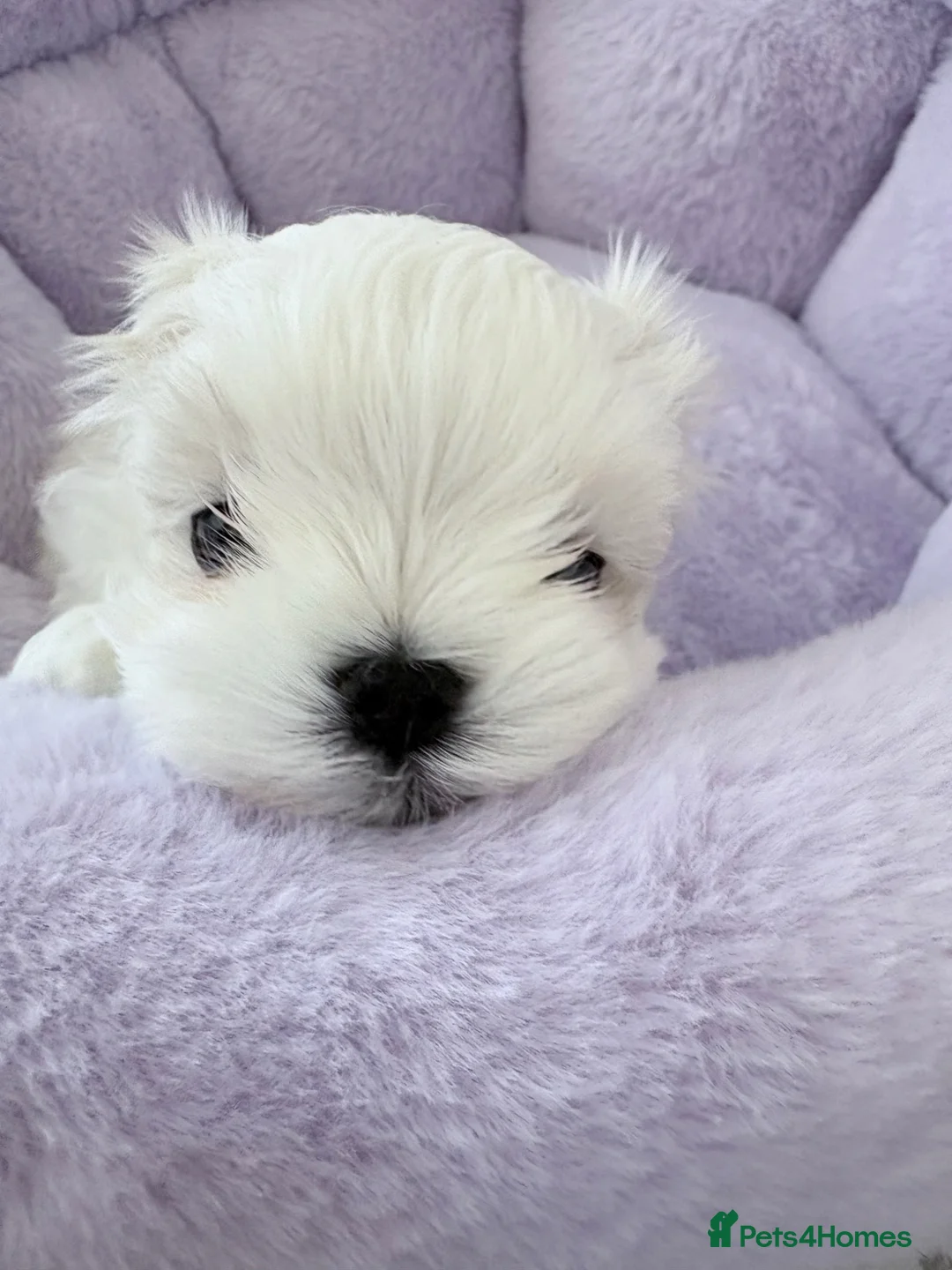 Maltese dogs for sale: ❤️Gorgeous Korean baby girl ❤️ - Advert 2