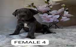 Mixed Breed dogs for sale: Italian Mastiff puppies READY NOW !!! - Image 8