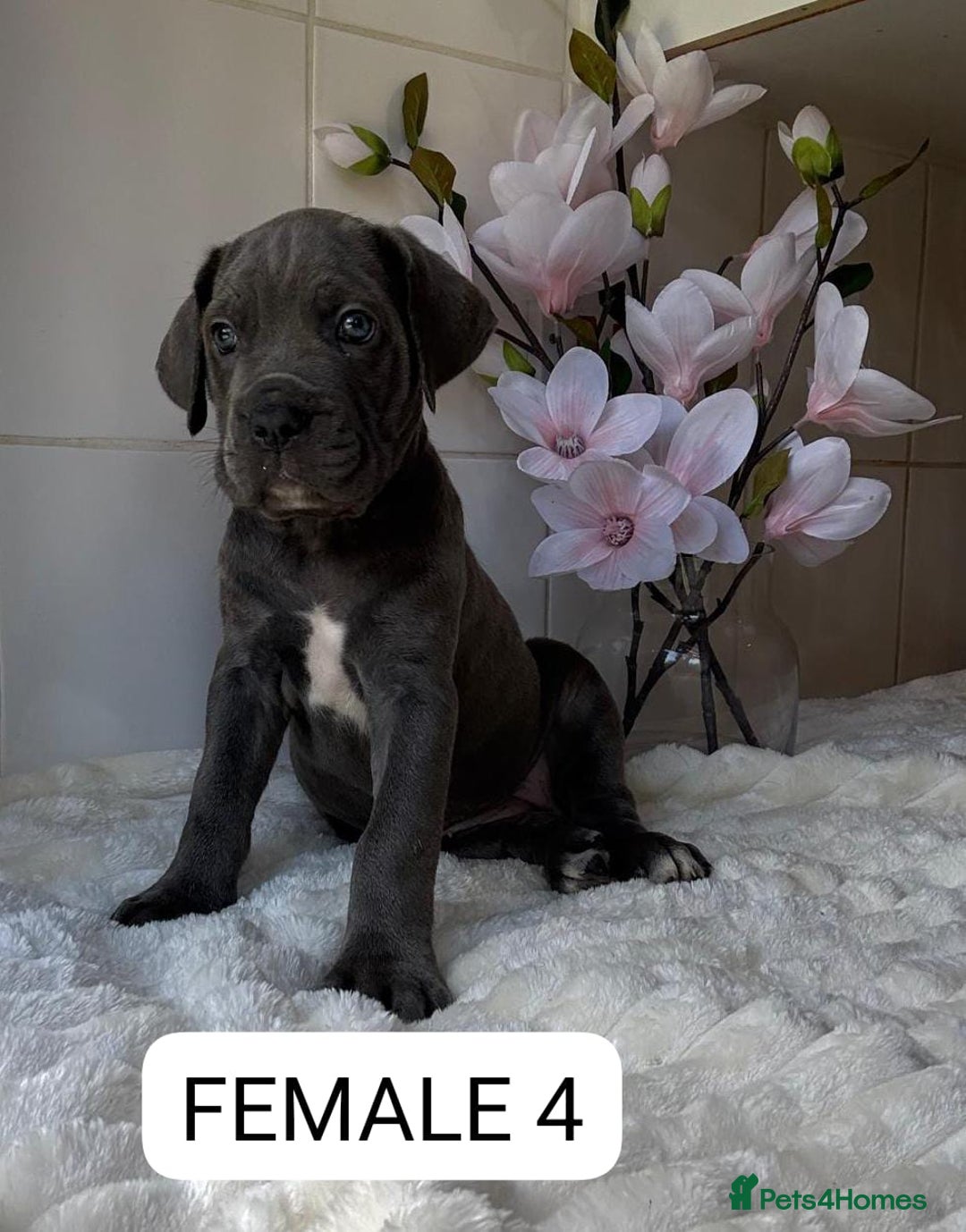 Mixed Breed dogs for sale: Italian Mastiff puppies READY NOW !!! - Image 8