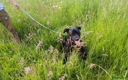 Mixed Breed dogs for adoption: SHEAMUS - a handsome boy for an experienced Owner - Image 17