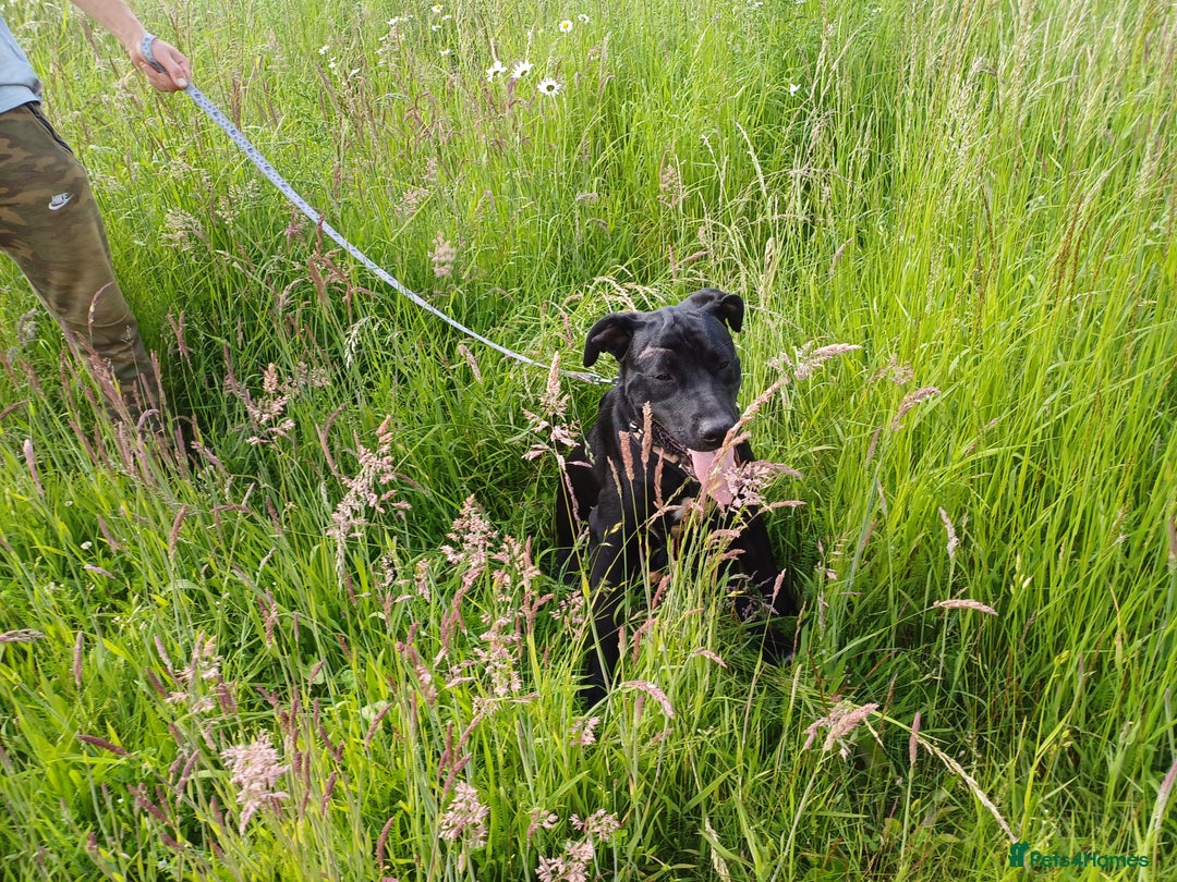 Mixed Breed dogs for adoption: SHEAMUS - a handsome boy for an experienced Owner - Image 17