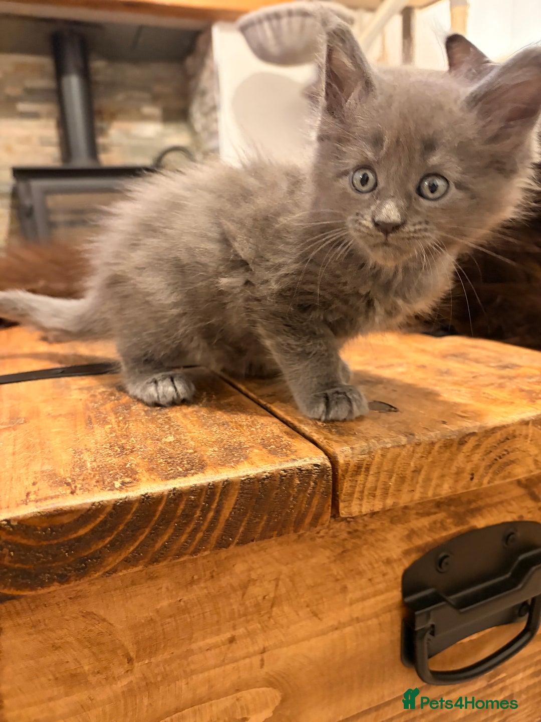 Maine Coon cats for sale: Halloween babies 🎃🐈‍⬛ 2 girls left - Advert 36