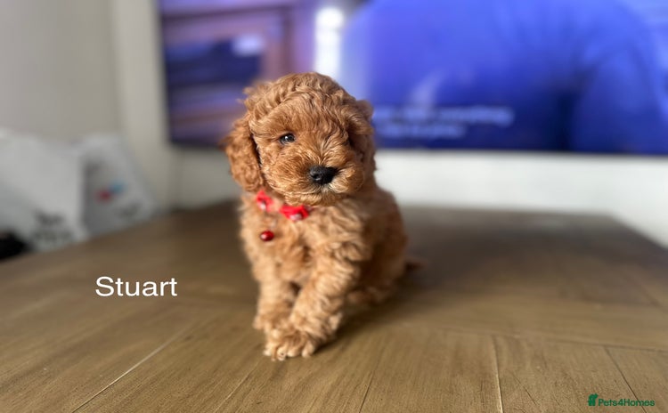 Cockapoo dogs - Advert 9