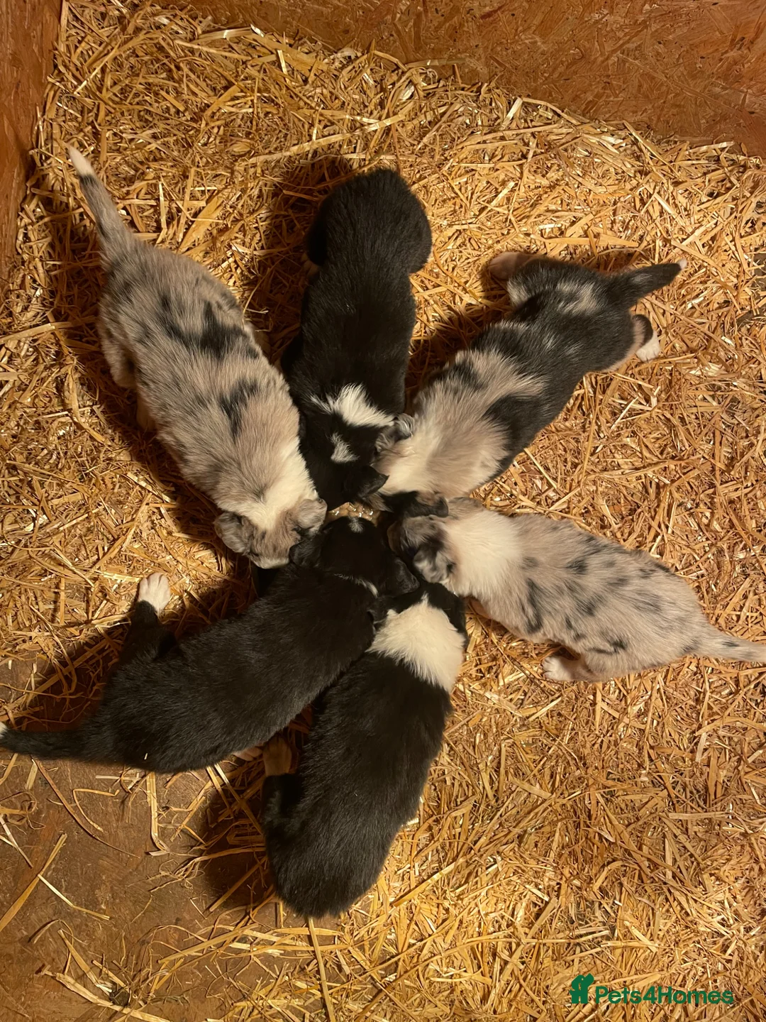 Border Collie dogs for sale: 5 Border Collie Pups  - Advert 2