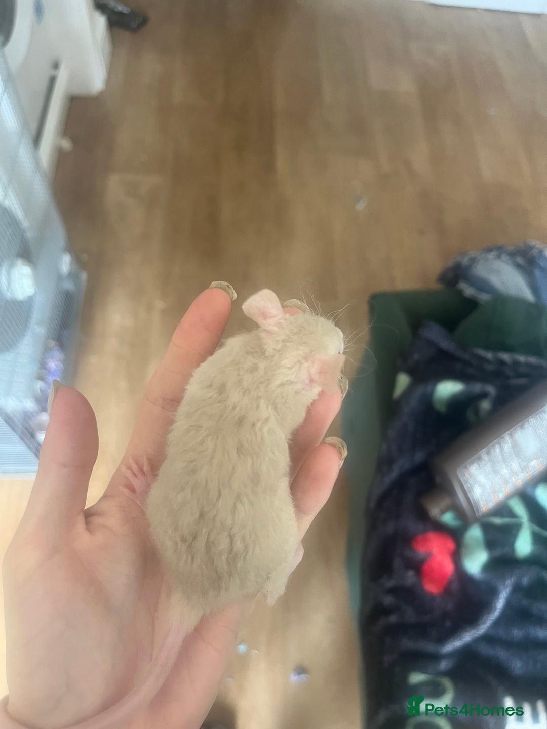Rat rodents for sale: Baby rats - Image 2