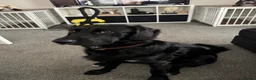 Labrador Retriever dogs for sale: 🐾 Gorgeous 14 Month-Old Male Labrador Retriever🐾 - Advert 3