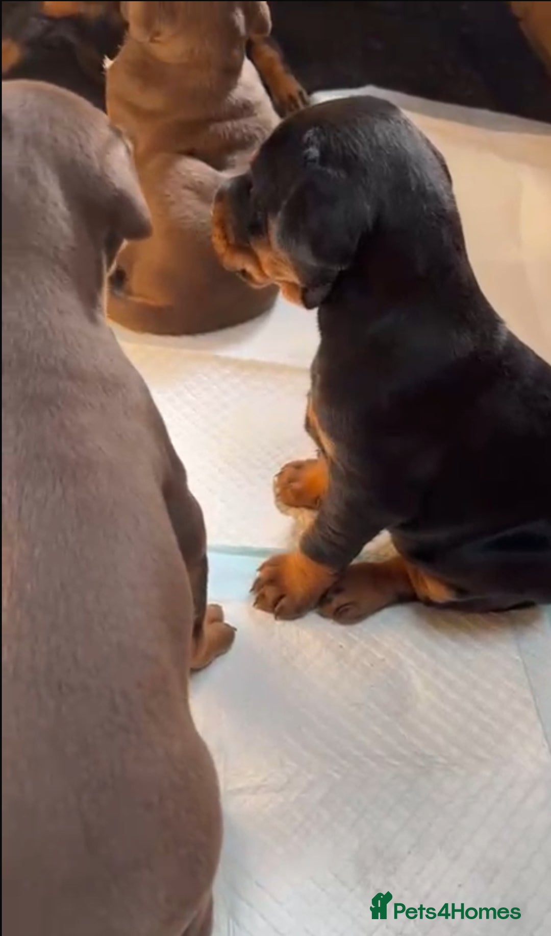 Dobermann dogs for sale: Champion European Doberman Puppies Kc-reg  - Advert 19