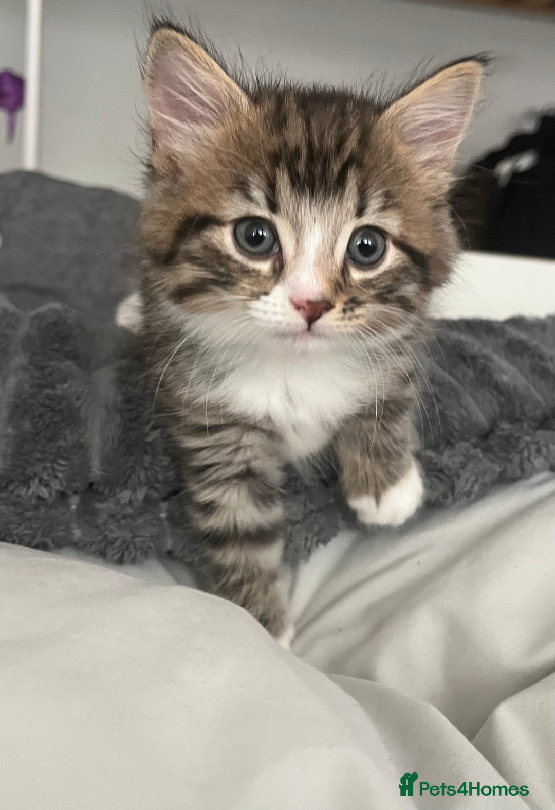 Mixed Breed cats for sale: 3 Healthy, Playful Kittens  - Image 25