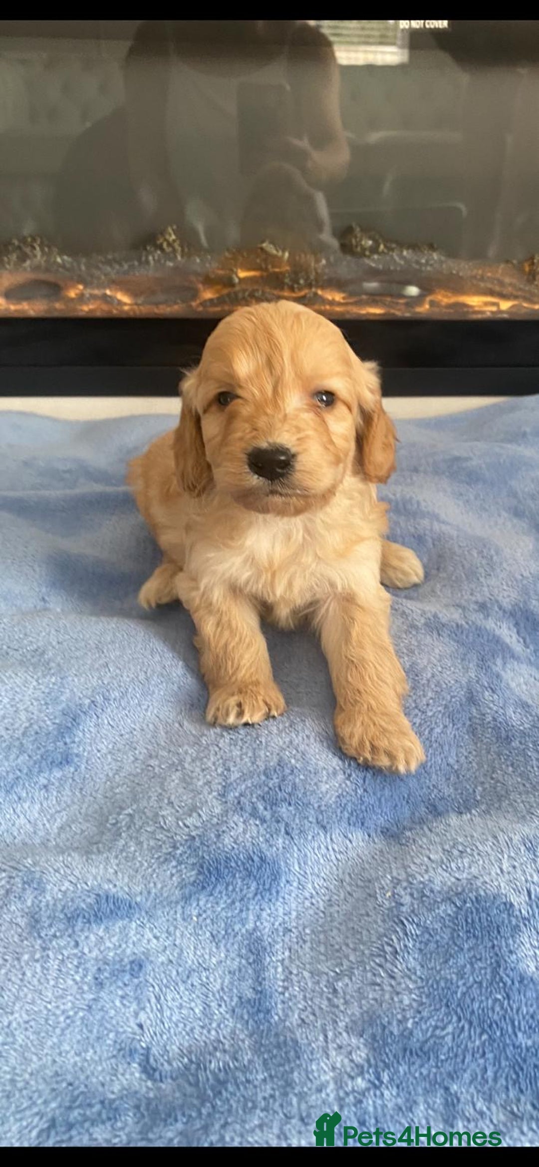 Cockapoo dogs for sale: F1 Cockapoos - Image 2