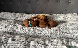 Toy Poodle dogs for sale: Toy poodle puppies - Advert 11