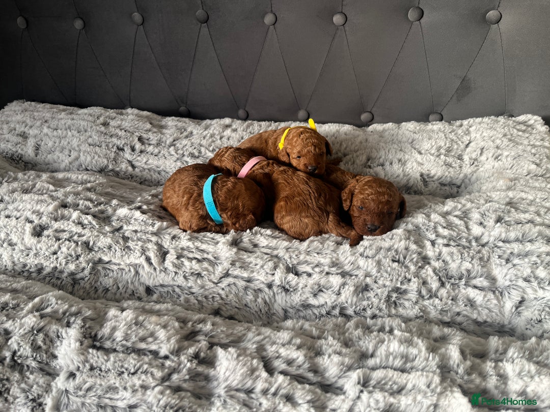 Toy Poodle dogs for sale: Toy poodle puppies - Advert 11