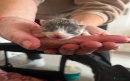 British Longhair cats for sale: 💕 Beautiful litter of BLH Kittens 💕 - Image 16