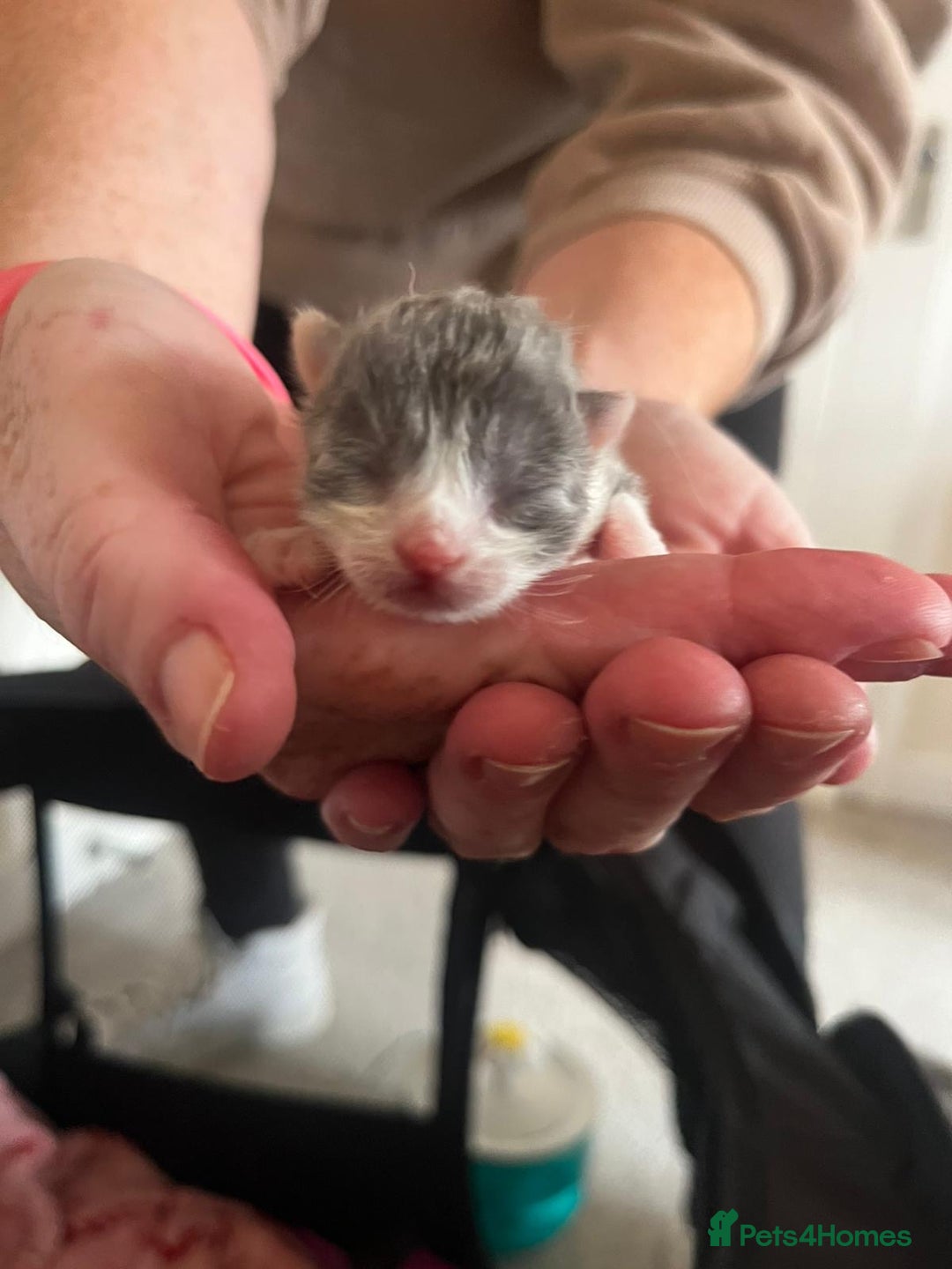 British Longhair cats for sale: 💕 Beautiful litter of BLH Kittens 💕 - Image 16