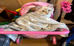 Siberian cats for sale: Affectionate Siberian Kitten - Image 4