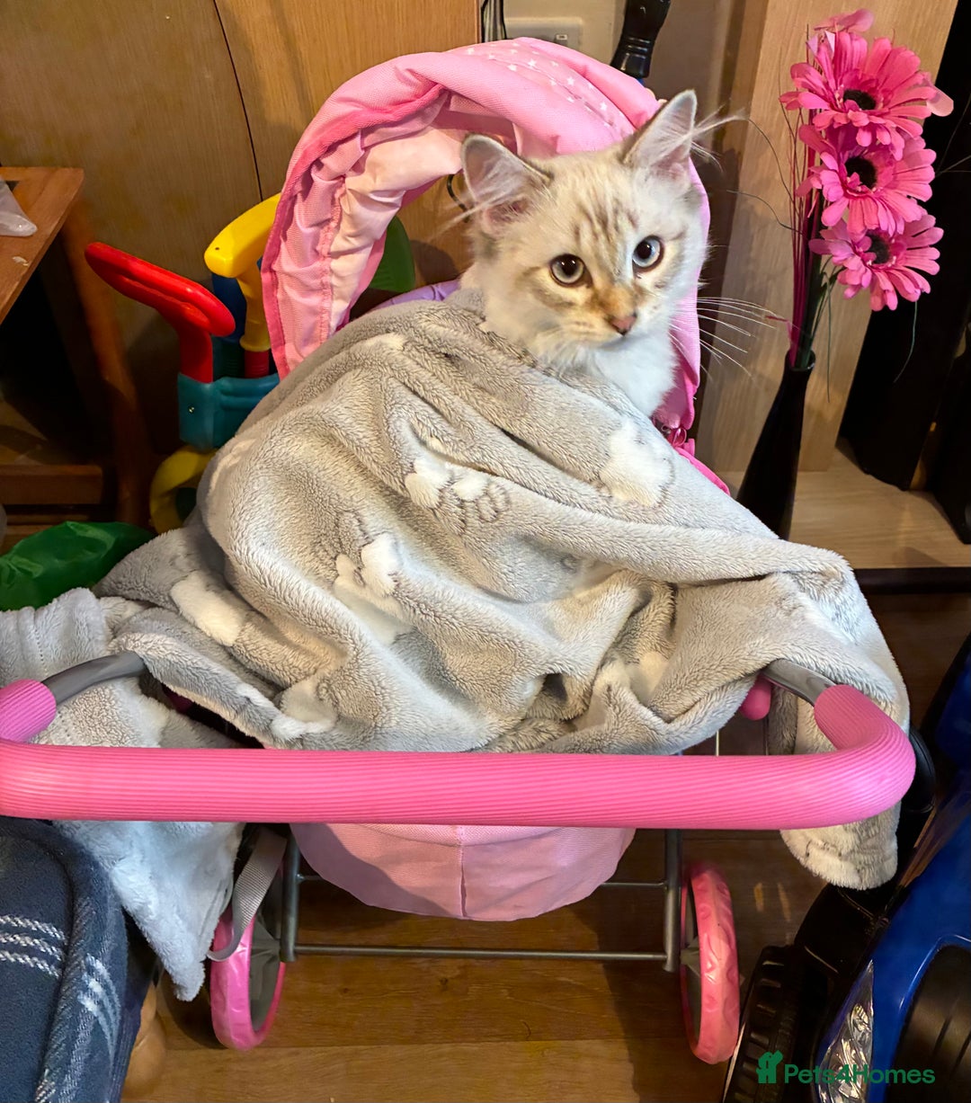 Siberian cats for sale: Affectionate Siberian Kitten - Image 4