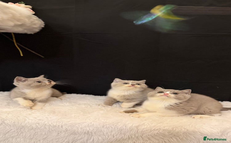 British Shorthair cats Full Pedigree Registered BSH from Trusted Breeder - Advert 15