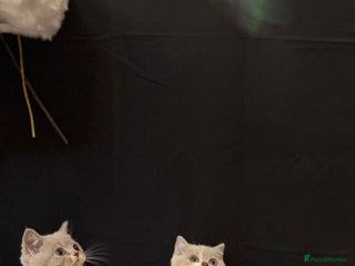 British Shorthair cats Full Pedigree Registered BSH from Trusted Breeder - Advert 18