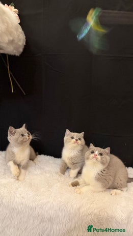 British Shorthair cats Full Pedigree Registered BSH from Trusted Breeder - Advert 6