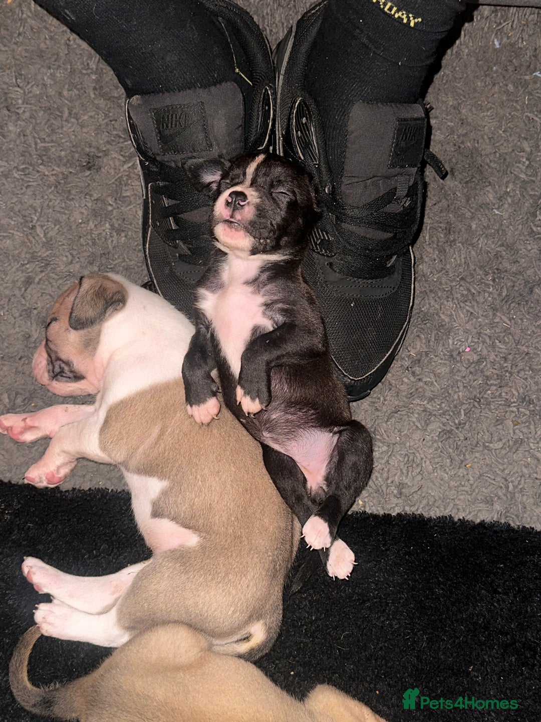 Mixed Breed dogs for sale: Pups for sale - Image 28