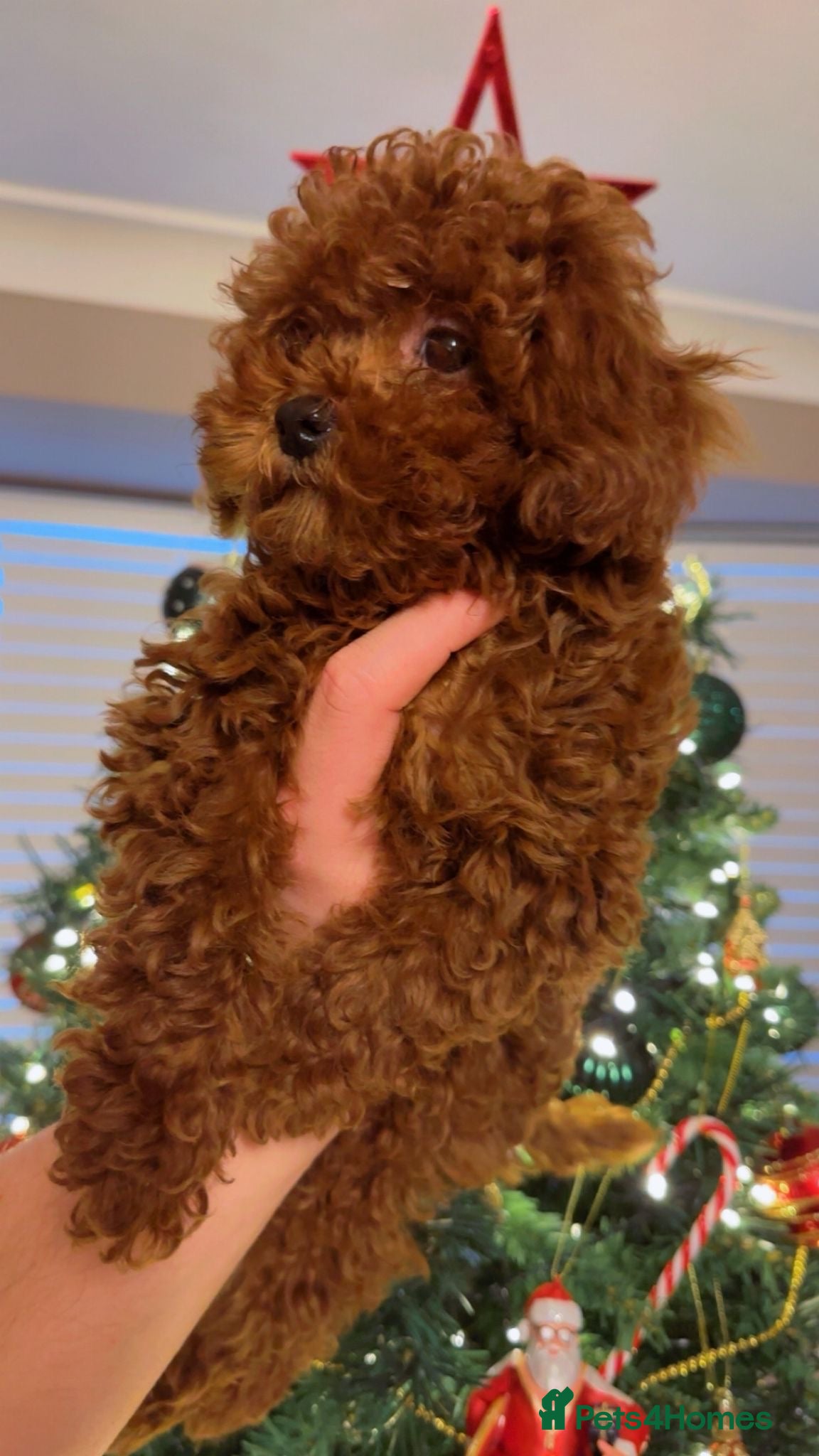 Toy Poodle dogs Asian Toy Poodle (Korean & Chineese) - Advert 1