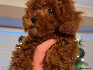 Toy Poodle dogs Asian Toy Poodle (Korean & Chineese) - Advert 1