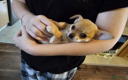 Chihuahua dogs for sale: Super tiny chihuahua girls for sale - Image 11