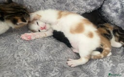 Mixed Breed cats for sale: 3 mixed breed kittens available - Image 24