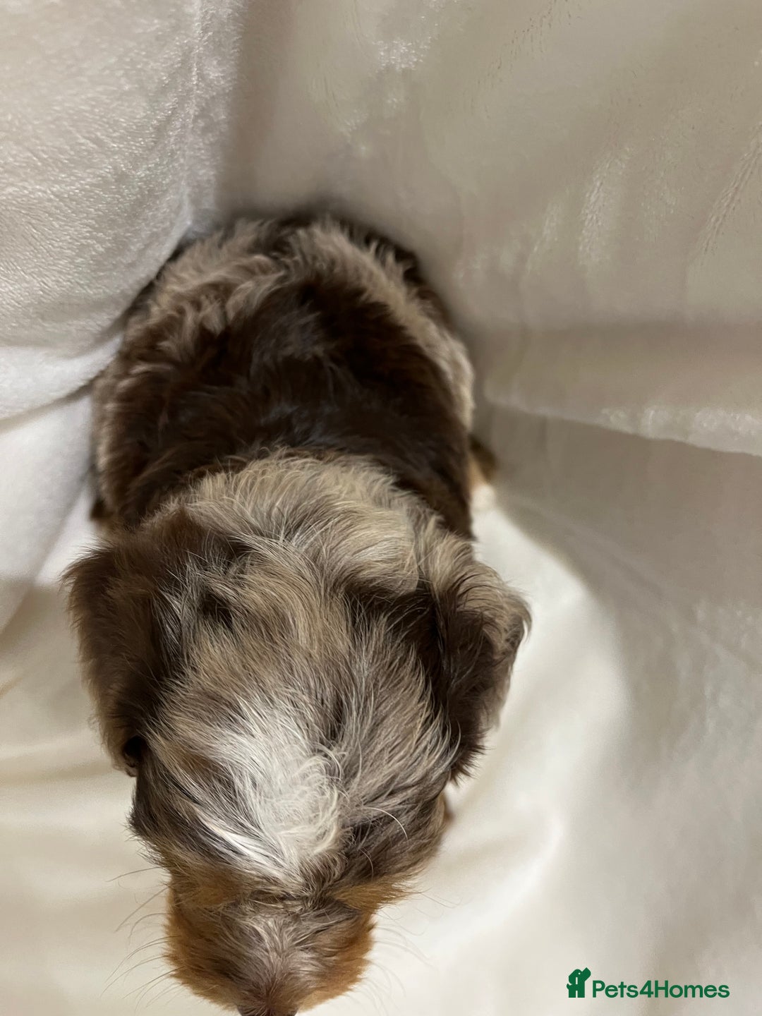 Cavapoo dogs for sale: Rare extensively health tested chocolate cavapoos - Advert 8