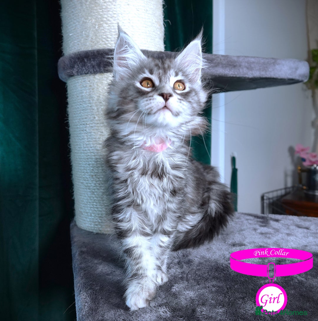 Maine Coon cats for sale: STUNNING XL PEDIGREE MAINE COON KITTENS  - Image 29
