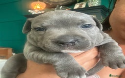 Staffordshire Bull Terrier dogs for sale: Blue and Merle girl Staffordshire Bull Terrier - Image 3