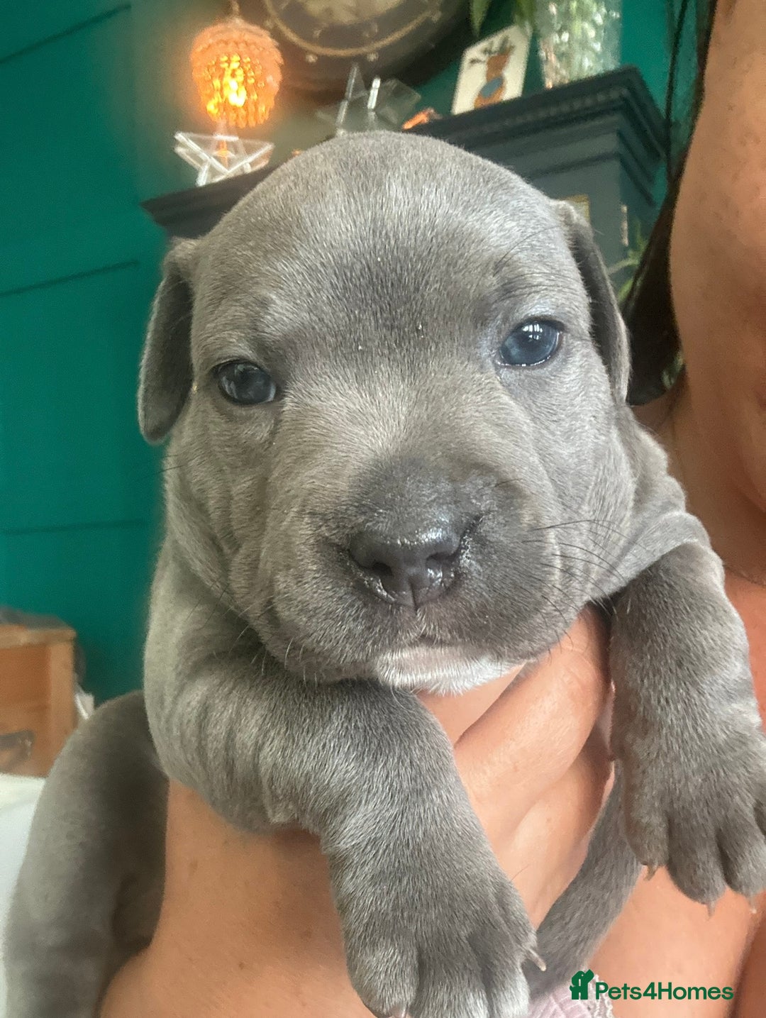 Staffordshire Bull Terrier dogs for sale: Blue and Merle girl Staffordshire Bull Terrier - Image 3