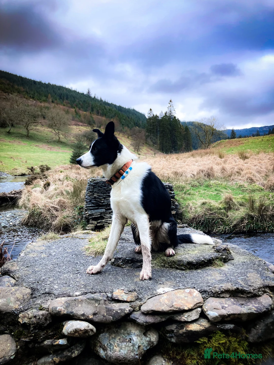 Border Collie dogs for sale: Superb Border Collie Aged 9 Months in Bruton - Advert 1