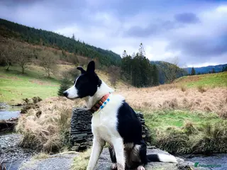 Border Collie dogs Superb Border Collie Aged 9 Months - Advert 17