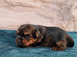 Yorkshire Terrier dogs 4 Lovely puppies - Advert 7