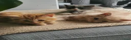 Mixed Breed cats for sale: Gorgeous male kittens  - Advert 3