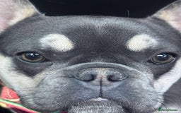 French Bulldog dogs for sale: Loving French bulldog Winnie  in Leicester - Image 2
