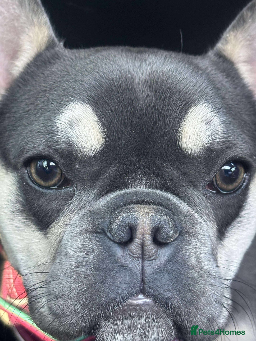 French Bulldog dogs for sale: Loving French bulldog Winnie  in Leicester - Image 2