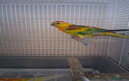Parakeets birds for sale: Redrumps  - Image 1