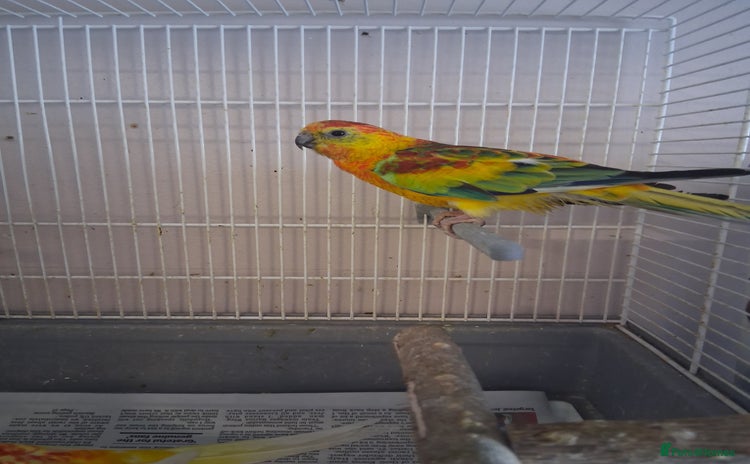Parakeets birds - Advert 4