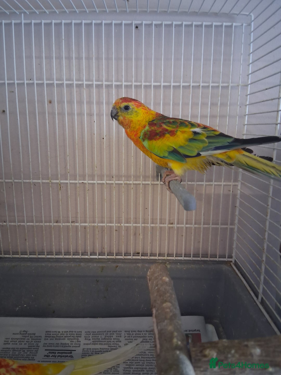 Parakeets birds for sale: Redrumps  - Image 1