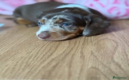 Miniature Dachshund dogs for sale: Beautiful kc mini dachshunds  - Image 3