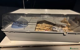 Hamster rodents for sale: Russian Dwarf Hamster (including cage,etc) - Image 6