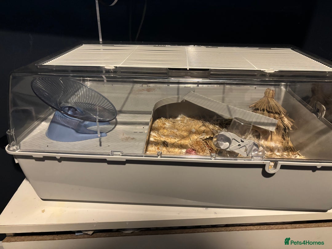 Hamster rodents for sale: Russian Dwarf Hamster (including cage,etc) - Image 6