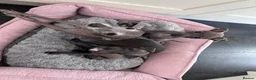 Italian Greyhound dogs for sale: Italian greyhound  in Holyhead - Advert 1