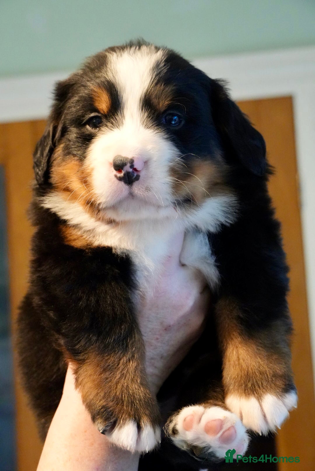 Bernese Mountain Dog dogs for sale: Quality Bernese Mountain Dog Puppies  - Advert 12