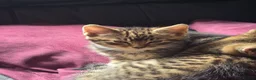 Mixed Breed cats for sale: Kittens ready NOW,  1 girl left - Advert 4
