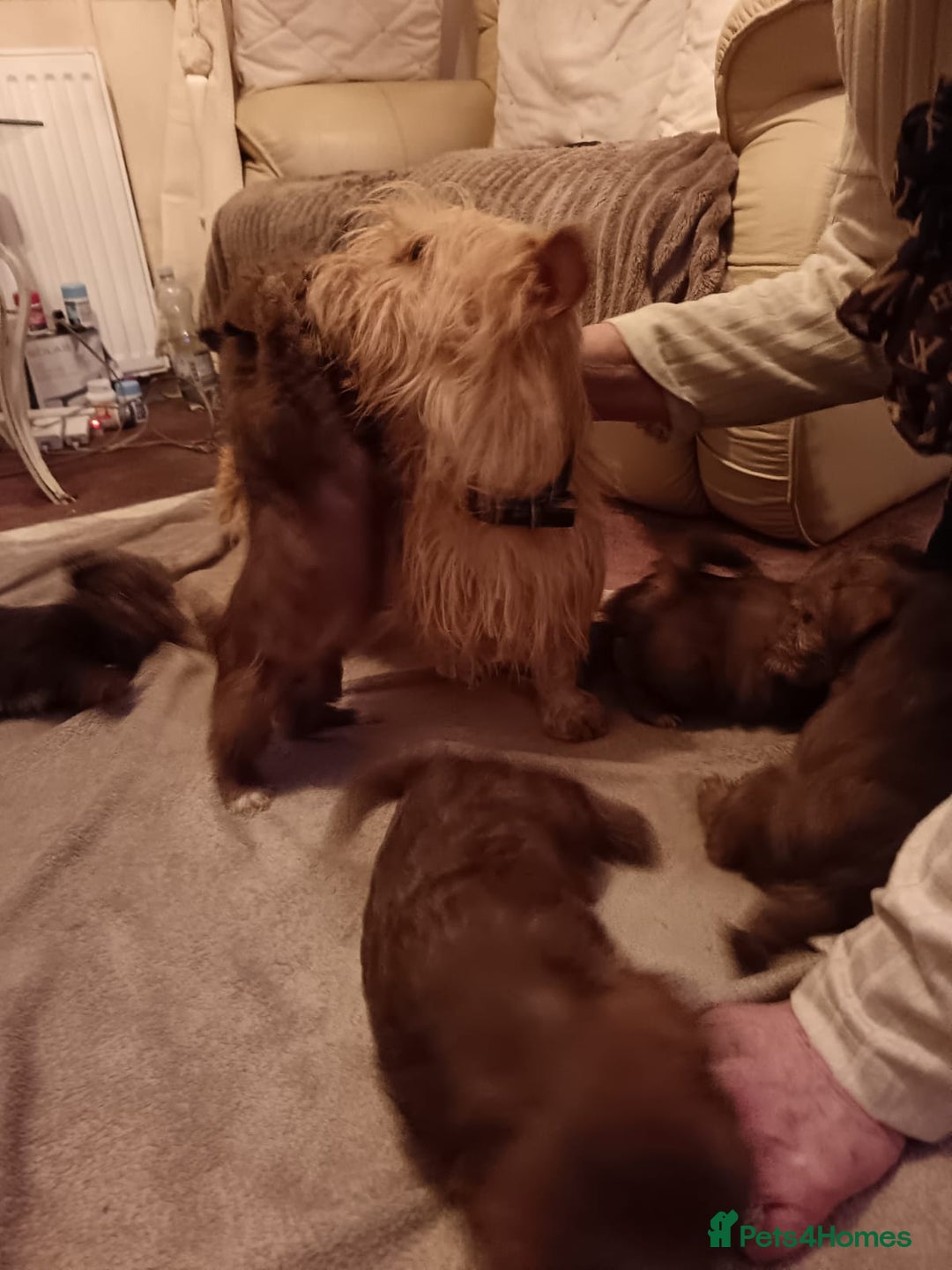 Norfolk Terrier dogs for sale: Norfolk Terrier Puppies - Advert 13