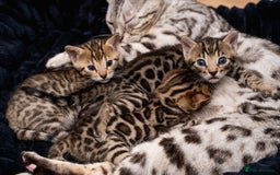 Bengal cats for sale: BABETTE-LAST available girl from the litter-TICA  - Image 16